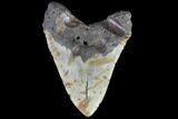 Bargain, Fossil Megalodon Tooth - + Foot Shark #86505-2